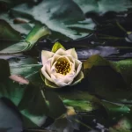 k-mitch-hodge-aXcrHD-TqjU-unsplash - Living From The Heart Embodied Approach couples, families and group therapy