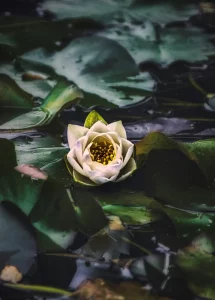 Embodied Approach couples, families and group therapy