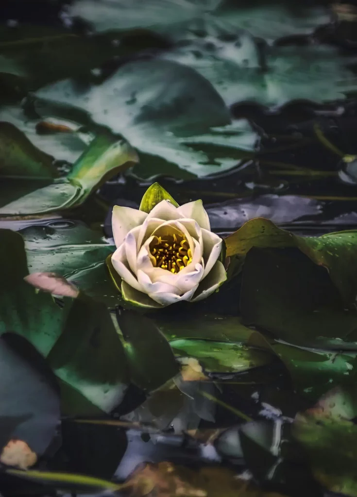 Embodied Approach couples, families and group therapy