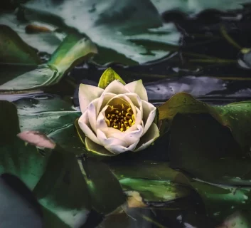 Embodied Approach To Healing Disconnection In Couples, Families And Groups